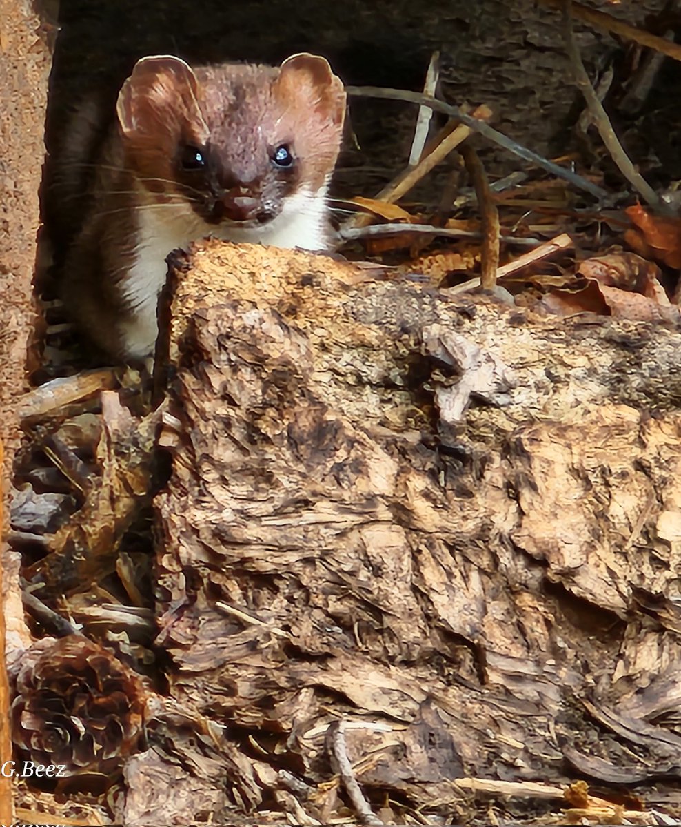 This weasel appears to be living in/around/under our garage, made himself known today when hubby cleaned out the garage. As weasels are excellent mousers, and we no longer have barn cats, we are happy to see him around. #weaselwonder