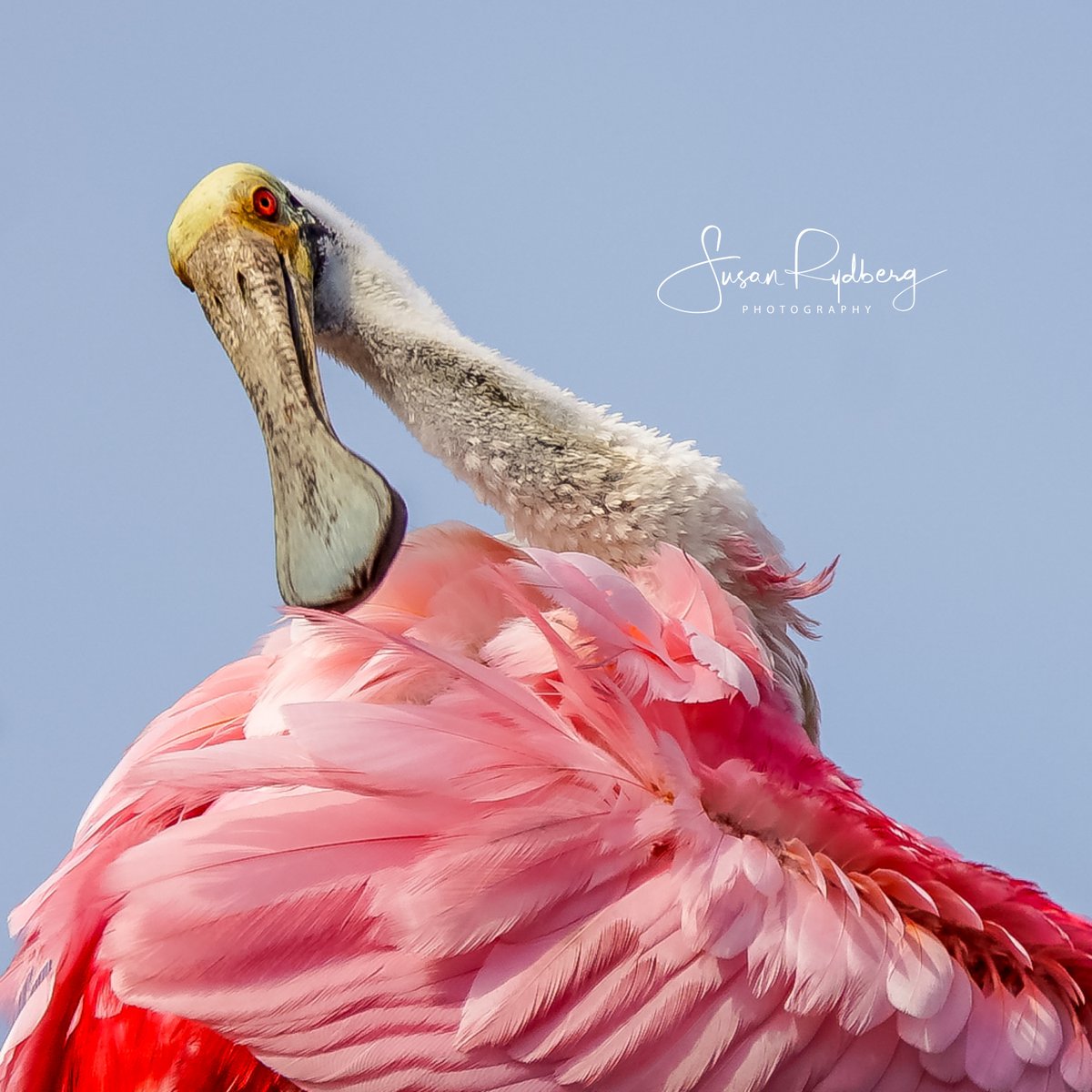 Roseate Spoonbill preening its pink feathers. Like the flamingo, the roseate spoonbill's pink color comes from the food it eats. The roseate spoonbill can be found on the coasts of Texas, Louisiana and southern Florida. #bird #Birdland #BirdsSeenIn2024 #photo #photography