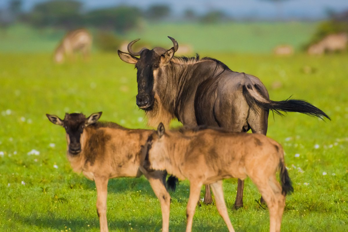 A mother is the sole being in the world who continually desires your welfare indefinitely. A Wildebeest watching over her calves. 🦌 Olare Motorogi | Kenya #Olaremotorogi #mammal #africanwonders #keepitwild #earthcapture #masaimarawildlife #Habitat #wildebeest #bownaankamal…