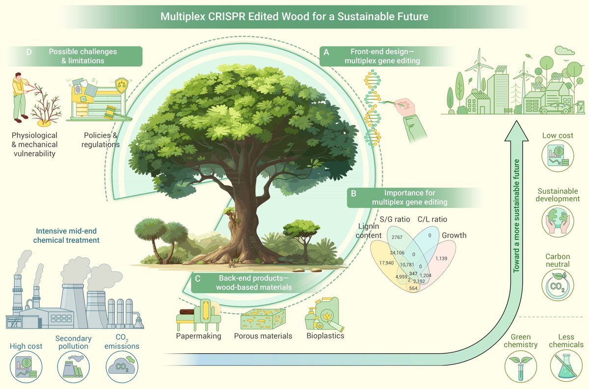 New in The Innovation Materials! Sustainable biomass utilization powered by multiplex CRISPR editing. Xu et al. commented on a recently published study that introduced a novel multiplex CRISPR editing approach to optimize lignin content, composition, and wood properties in trees.…