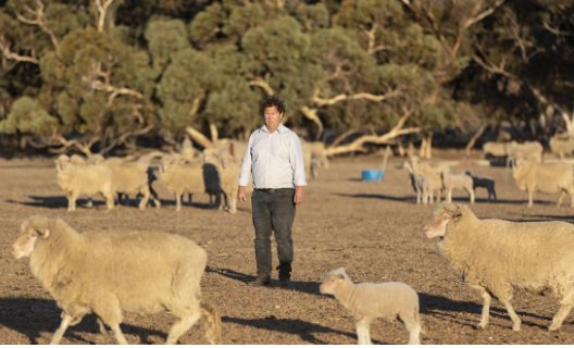 @australian Wool producers battling drought in WA say the Albanese government’s decision to end the live sheep export trade from May 2028 will have a devastating impact on the mental health of farmers and rural communities. #keepthesheep theaustralian.com.au/nation/struggl…