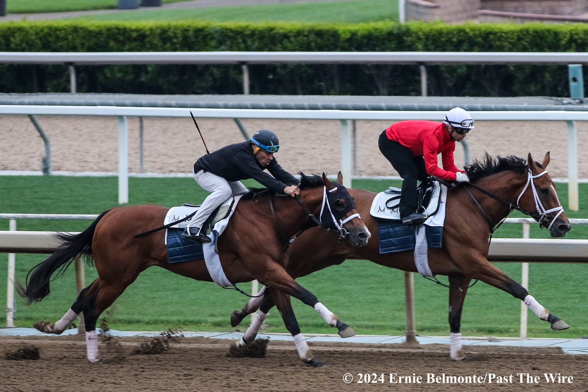 Shiloh's Mistress (inside, 5F: 1:00.40 H) working this morning in company with Triple Pass (outside, 4F: 48.80 H). Jockey @umbyrispoli aboard Shiloh's Mistress.