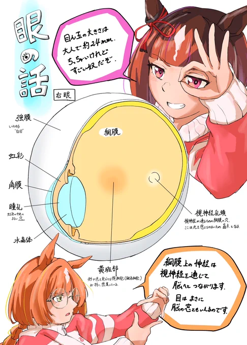 ウマ娘でみる人体 眼の話

お 待 た せ し ま し た 