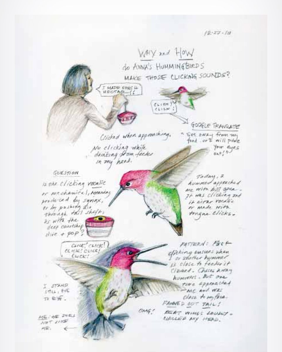 THE BACKYARD BIRD CHRONICLES by @AmyTan @AAKnopf is a collection of journal entries about the #birds that visited Tan's backyard including amazing illustrations sincerelystacie.com/2024/05/book-r… #birdlovers #birdwatching #birdjournal #nonfiction #bookboost #bookbuzz #BookRecommendation
