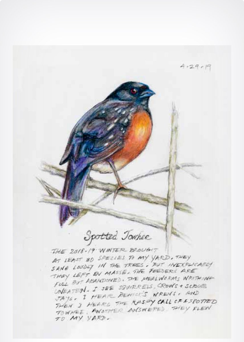 THE BACKYARD BIRD CHRONICLES by @AmyTan @AAKnopf includes her observation of #birds & other wildlife in her backyard sincerelystacie.com/2024/05/book-r… #birdlovers #birdwatching #birdjournal #nonfiction #bookboost #bookbuzz #BookRecommendation
