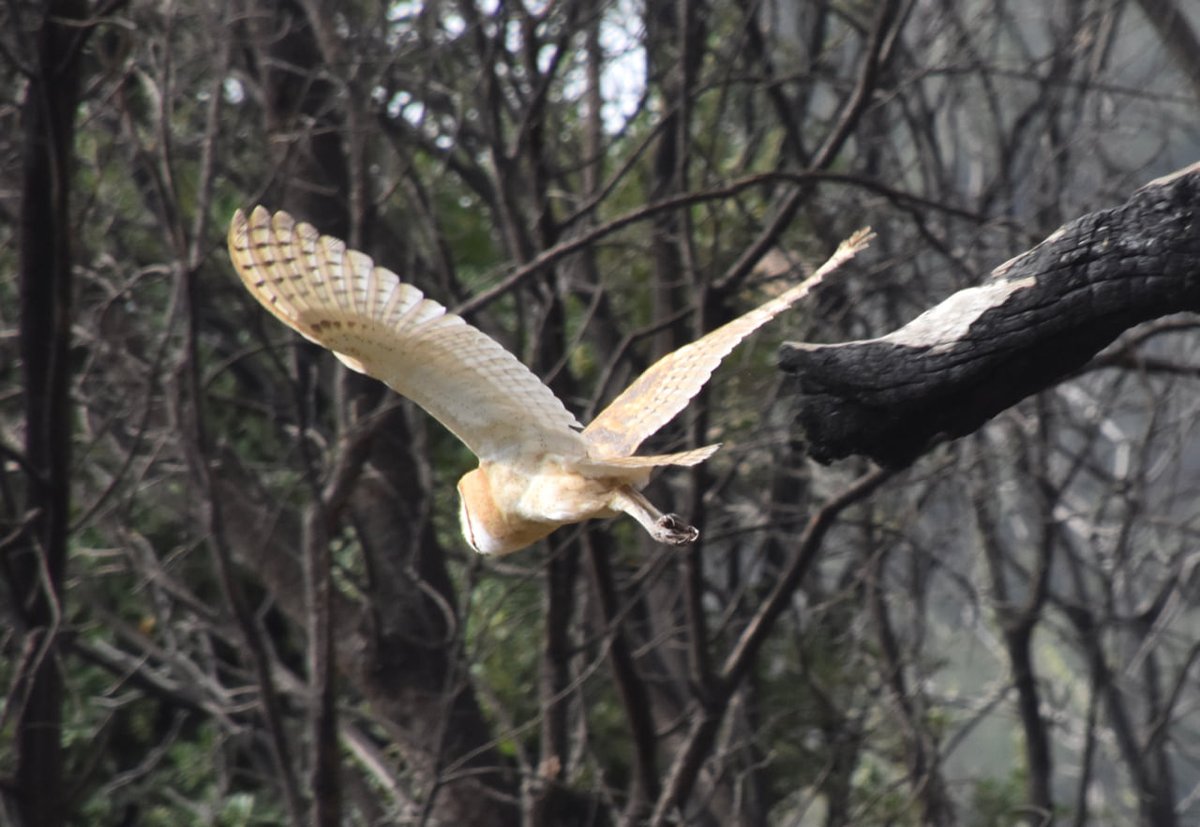 BUILD IT AND THEY WILL COME-BEFORE IT'S EVEN FINISHED! We have amazing news of wildlife already likely using the Wallis Annenberg Wildlife Crossing!!!!! What species used it? A barn owl! Urban wildlife scientist extraordinaire @travislongcore studies, among other things, the…