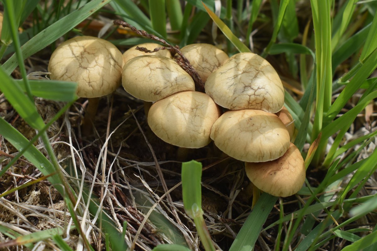 Agrocybe pediades, I suspect... aka Common Fieldcap in our pastures. #MushroomMonday