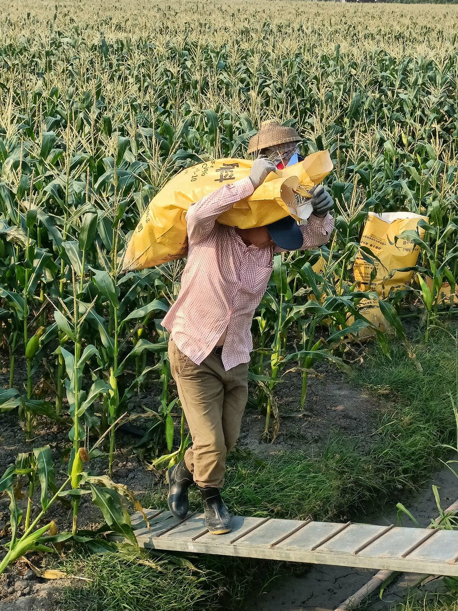 🌽Fruit? corn! You will like it!🌽 Bumper harvest of 900 mu (approx. 60,000 ㎡) of fruit corn in Donglu Town, #Wenchang. No cooking needed, this #corn variety tastes sweet and juicy, and is rich in dietary fiber. The produce from this farm base is renowned for its render pulp and