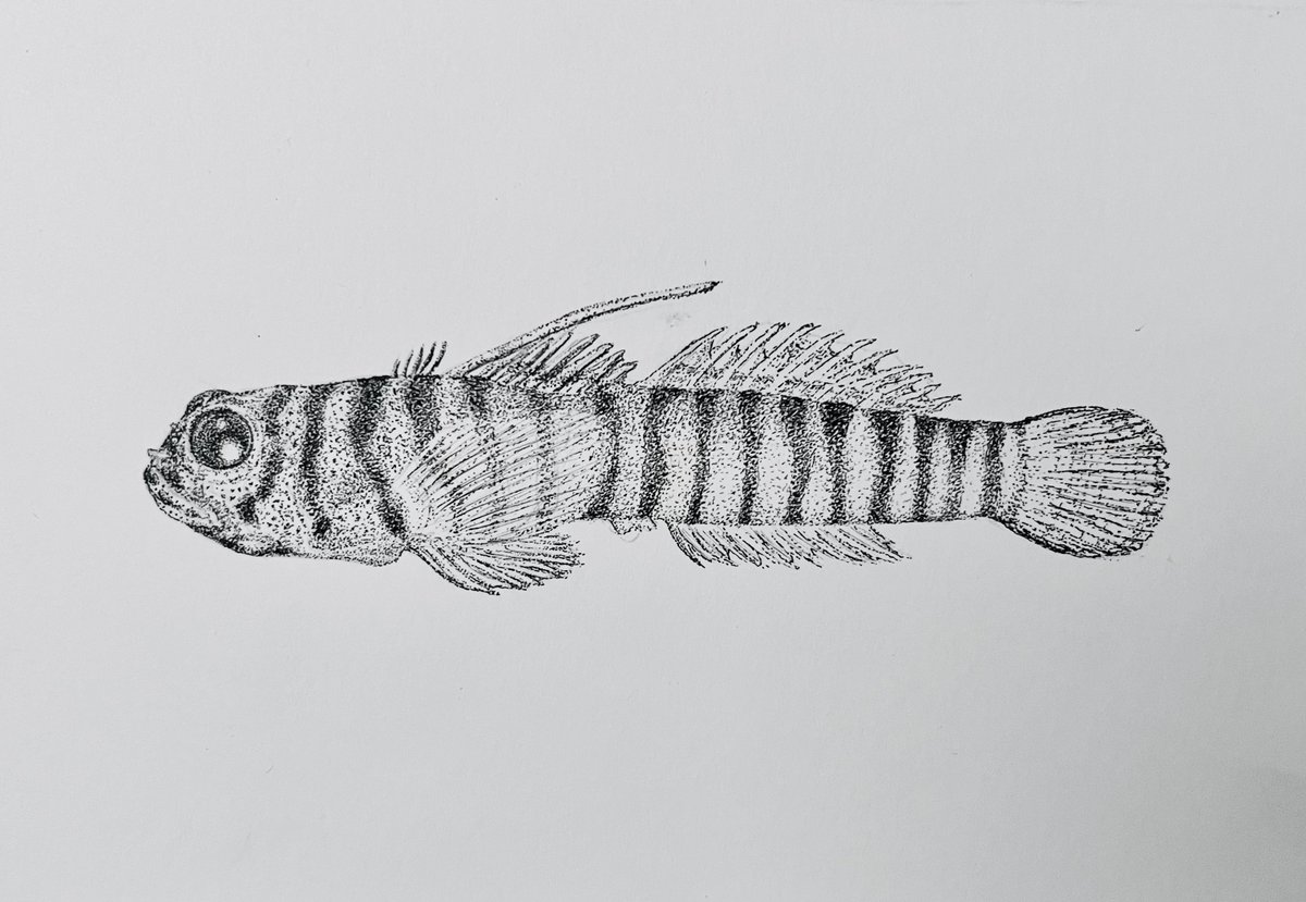 Hannah Rempel (@queenparrotfish) on Twitter photo Meet Tigrigobius redimiculus! A goby endemic to Mexico, found on reefs ranging from Veracruz to the Yucatán peninsula. This sketch was inspired by a photo and research by <a href="/higuerima_fish/">Mariana R.-Higueras</a>!
(A bit late to the game, this piece took a week to finish) #SundayFishSketch Meet Tigrigobius redimiculus! A goby endemic to Mexico, found on reefs ranging from Veracruz to the Yucatán peninsula. This sketch was inspired by a photo and research by <a href="/higuerima_fish/">Mariana R.-Higueras</a>!
(A bit late to the game, this piece took a week to finish) #SundayFishSketch