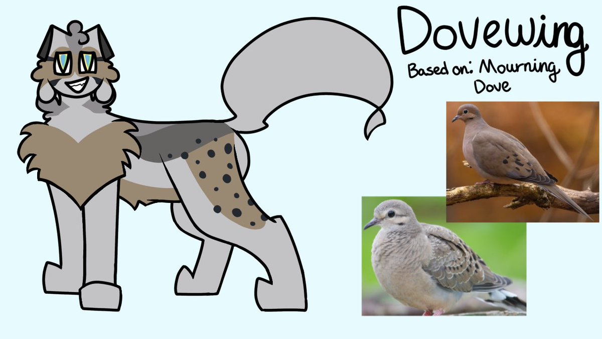 Dovewing design based on the mourning dove

#Warriorcats #Dovewing