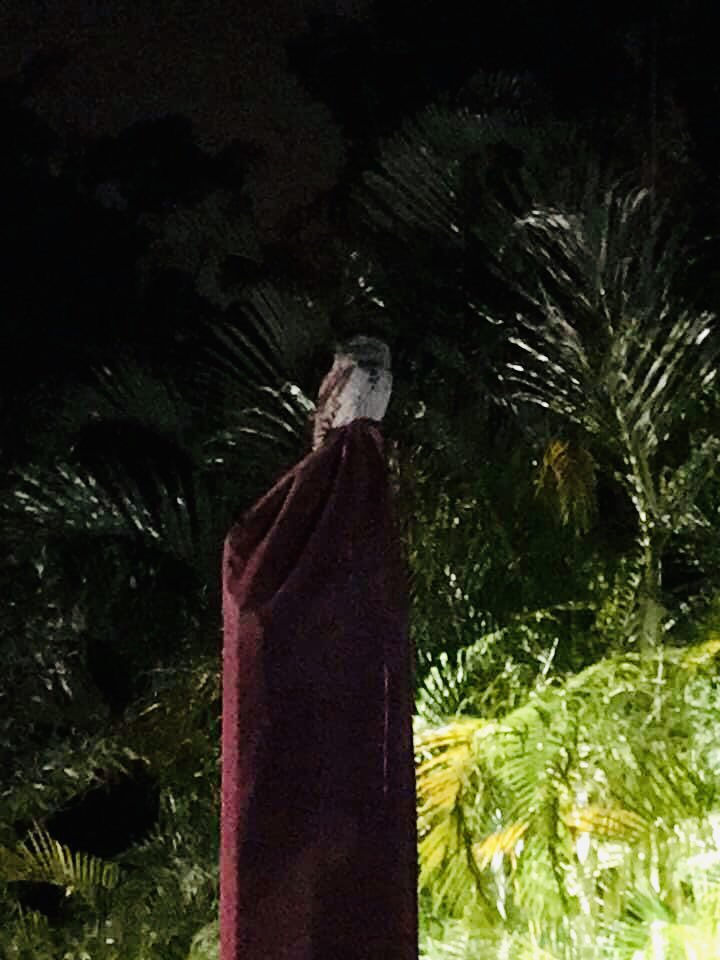 I’ve started getting another feathered visitor - kookaburras during the day and now a Owl at night 🙂