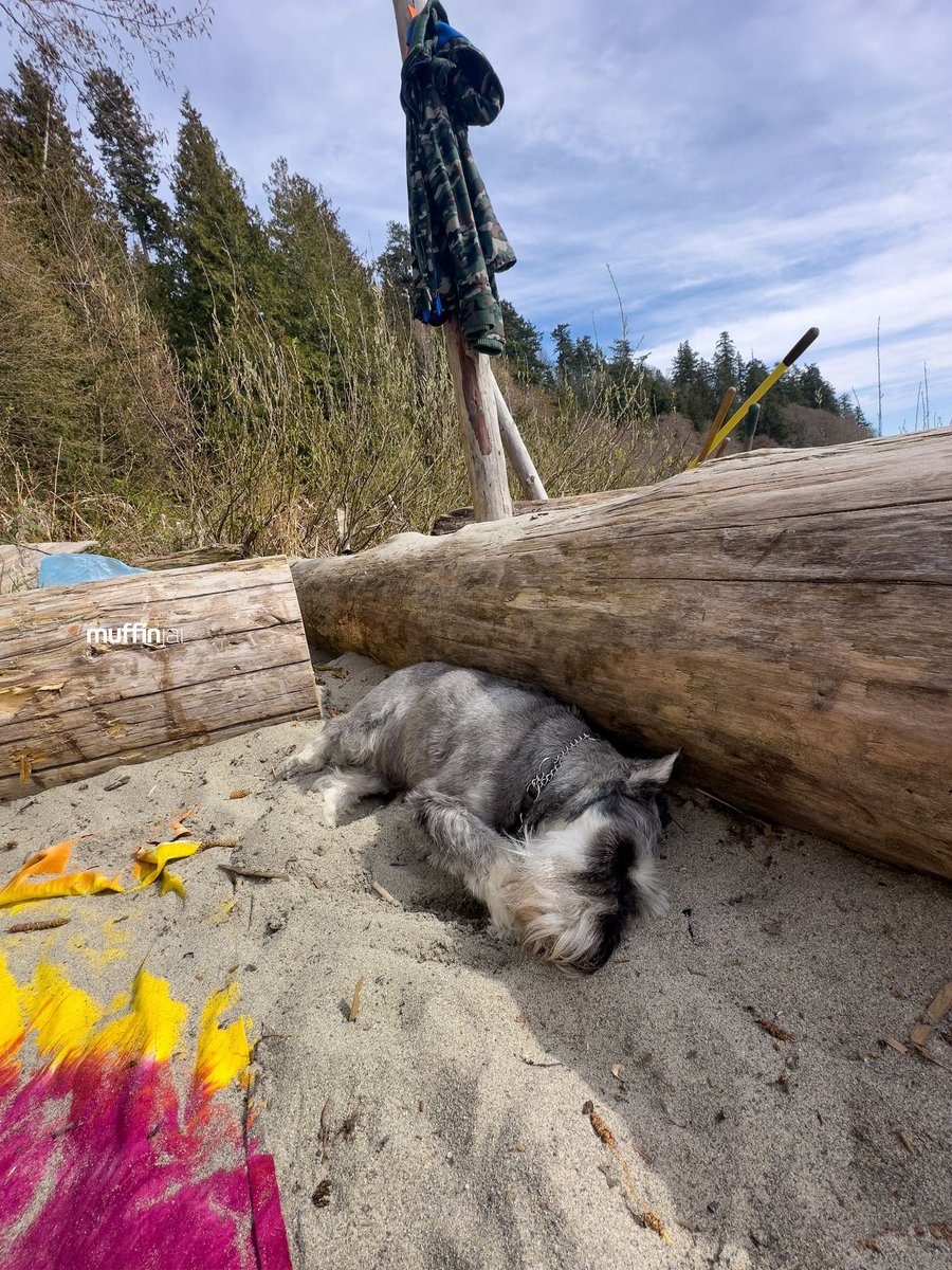 muffinjai's tweet photo. โ๏ธ Spent Sunday at the beach, and you know what? I found the paw-fect spot: napping on the warm sand next to a log. ๐๏ธ๐ด And guess what? I even got a free exfoliation treatmentโsand on my nose! ๐๐ #BeachLifeGoals ๐
#Vancouver #DogsOfInstagram #DogsOfCanada #DogsOfVancouver ๐ถ https://t.co/e66vikWn96