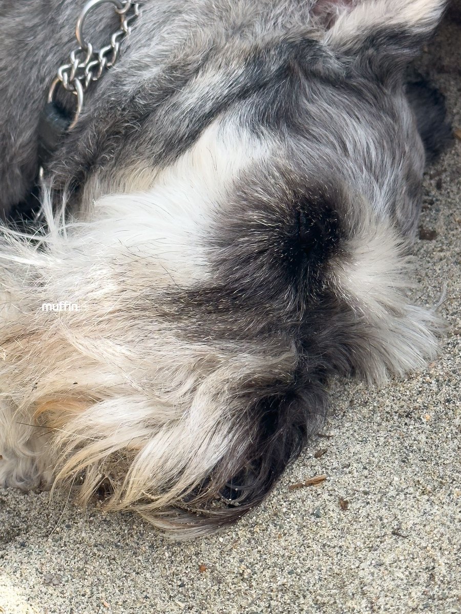 muffinjai's tweet photo. โ๏ธ Spent Sunday at the beach, and you know what? I found the paw-fect spot: napping on the warm sand next to a log. ๐๏ธ๐ด And guess what? I even got a free exfoliation treatmentโsand on my nose! ๐๐ #BeachLifeGoals ๐
#Vancouver #DogsOfInstagram #DogsOfCanada #DogsOfVancouver ๐ถ https://t.co/e66vikWn96