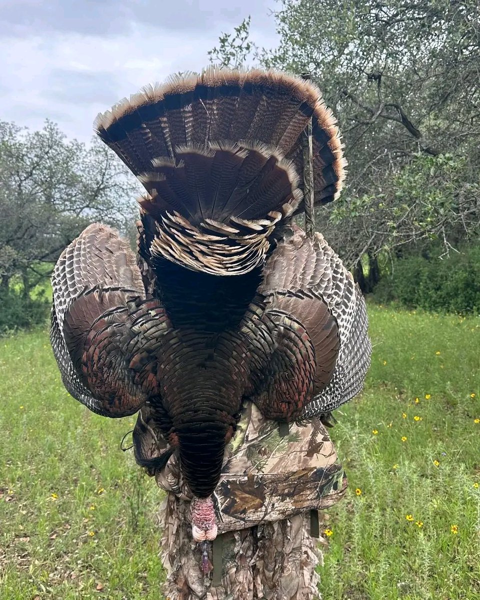 The end is approaching... Finish strong with some late season lifting! 💪🦃

#chasing49 #gobble #gobbler #gobblerdown #hunting #kingofspring #longbeard #mossyoak #nwtf #oltomturkey #riograndeturkey #spring #springthunderchicken #spurs #southtexas #southtexasoutfitters