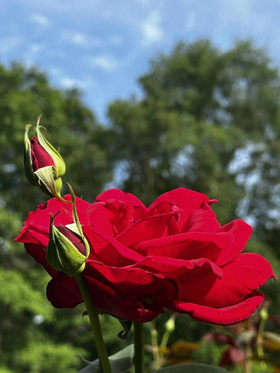 Have a wonderful magenta Monday. Share some kindness and happiness.#MagentaMonday #RoseOfX #GardeningX #FlowerOfX
