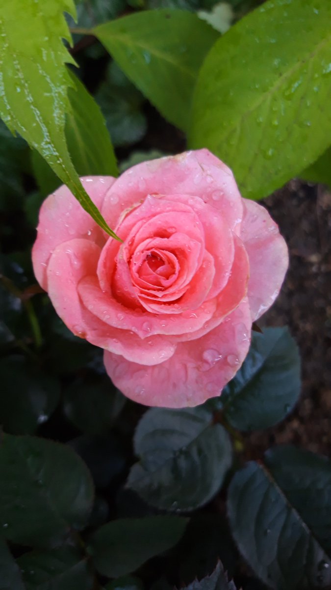 비 온 뒤 장미의 얼굴...
(어제 동네에서...)