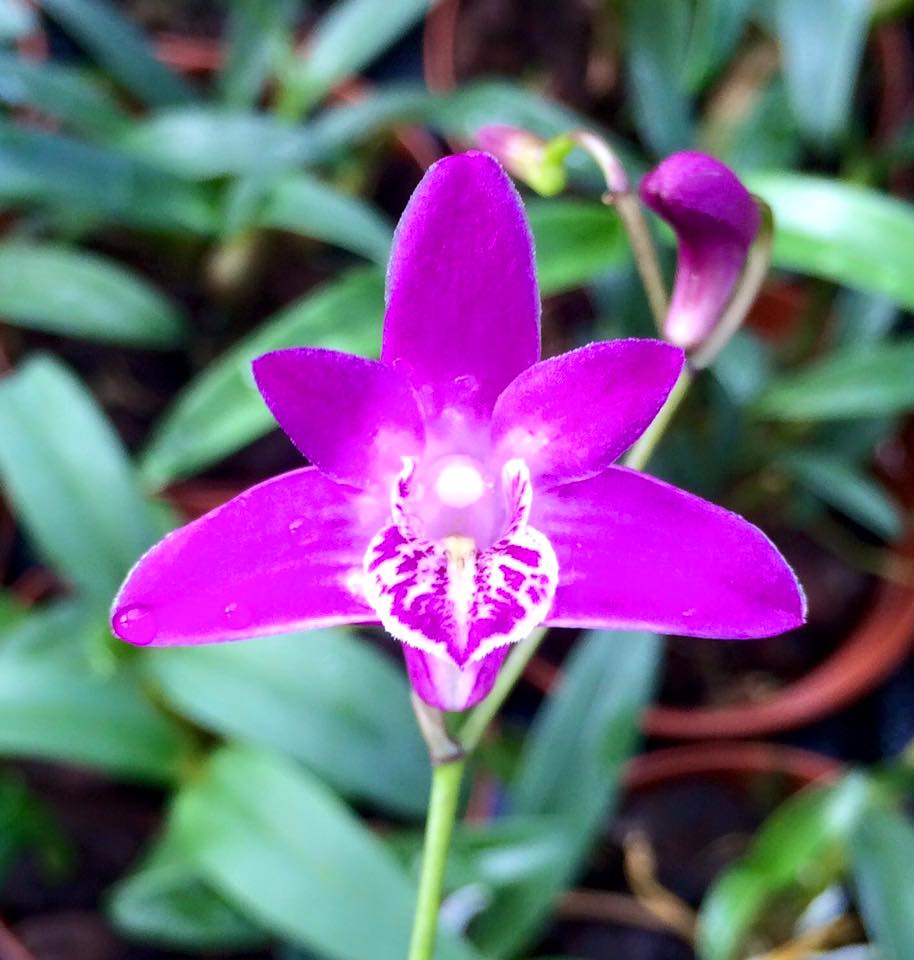Dendrobium kingianum ('Virgin Queen' x 'Advocats Devil') 

#orchids #plants