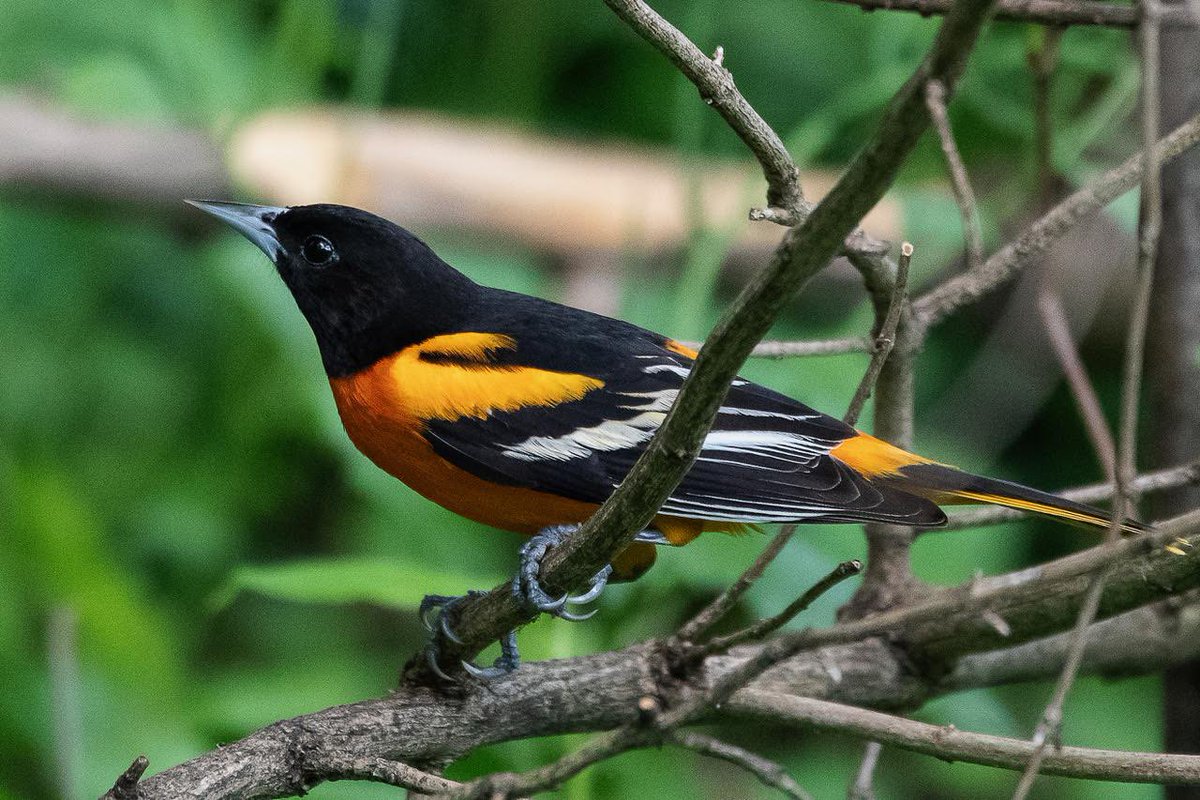 Baltimore Oriole working on their nest near Maintenance field in the Ramble. #birdcpp