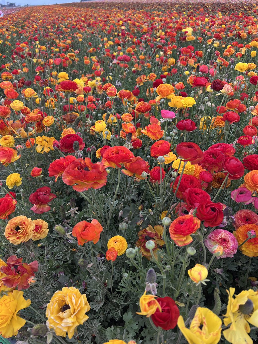 ‘Aromatic’ #DailyPictureTheme <a href="/VisitCarlsbad/">Visit Carlsbad</a> <a href="/TheFlowerFields/">The Flower Fields</a>