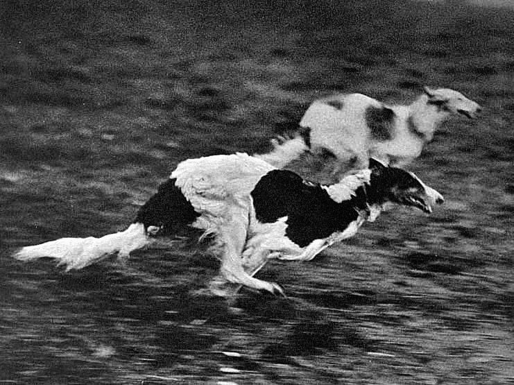 Mrs. Staples-Smith's Borzoi during a hare course at a meeting of the Cleve Saluki Coursing Club held at Northdown, near Margate - 1937