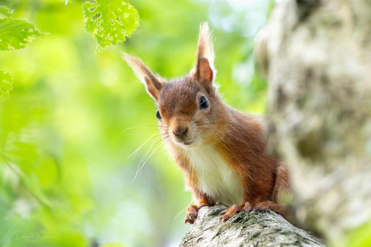 Cute and shy #RedSquirrel on #wildbrownsea #dorsetwildlife @DWTBrownsea @DorsetWildlife @nationaltrust @BrownseaNT #ShareMondays2024 #appicoftheweek #fsprintmonday @sheclicksnet @redsquirrelsw @OurSquirrels #saveourwildisles @BBCSouthNews @BBCSpringwatch @SightingDOR #wexmondays