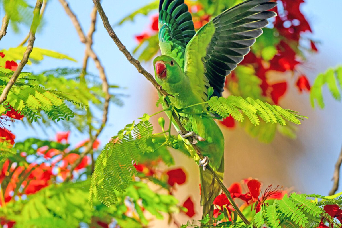 There were 9 of them on the tree. No prizes for guessing why I saw them only when they started flying away.
#BirdsOfUAE #RingNeckedParakeet #summer #May #gulmohar #FlamboyantTree #parrot #nature #nikon #BBCWildlifePOTD #natgeoindia