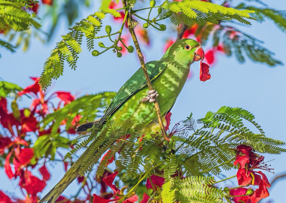 chandanaroy24's tweet photo. There were 9 of them on the tree. No prizes for guessing why I saw them only when they started flying away.
#BirdsOfUAE #RingNeckedParakeet #summer #May #gulmohar #FlamboyantTree #parrot #nature #nikon #BBCWildlifePOTD #natgeoindia https://t.co/ZyDHXusEXb