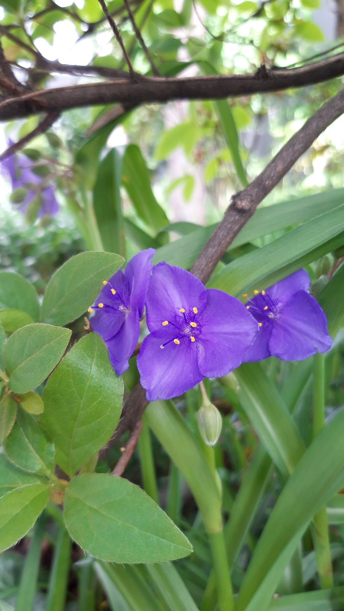 5월의 한 켠...
(동네 화단...)