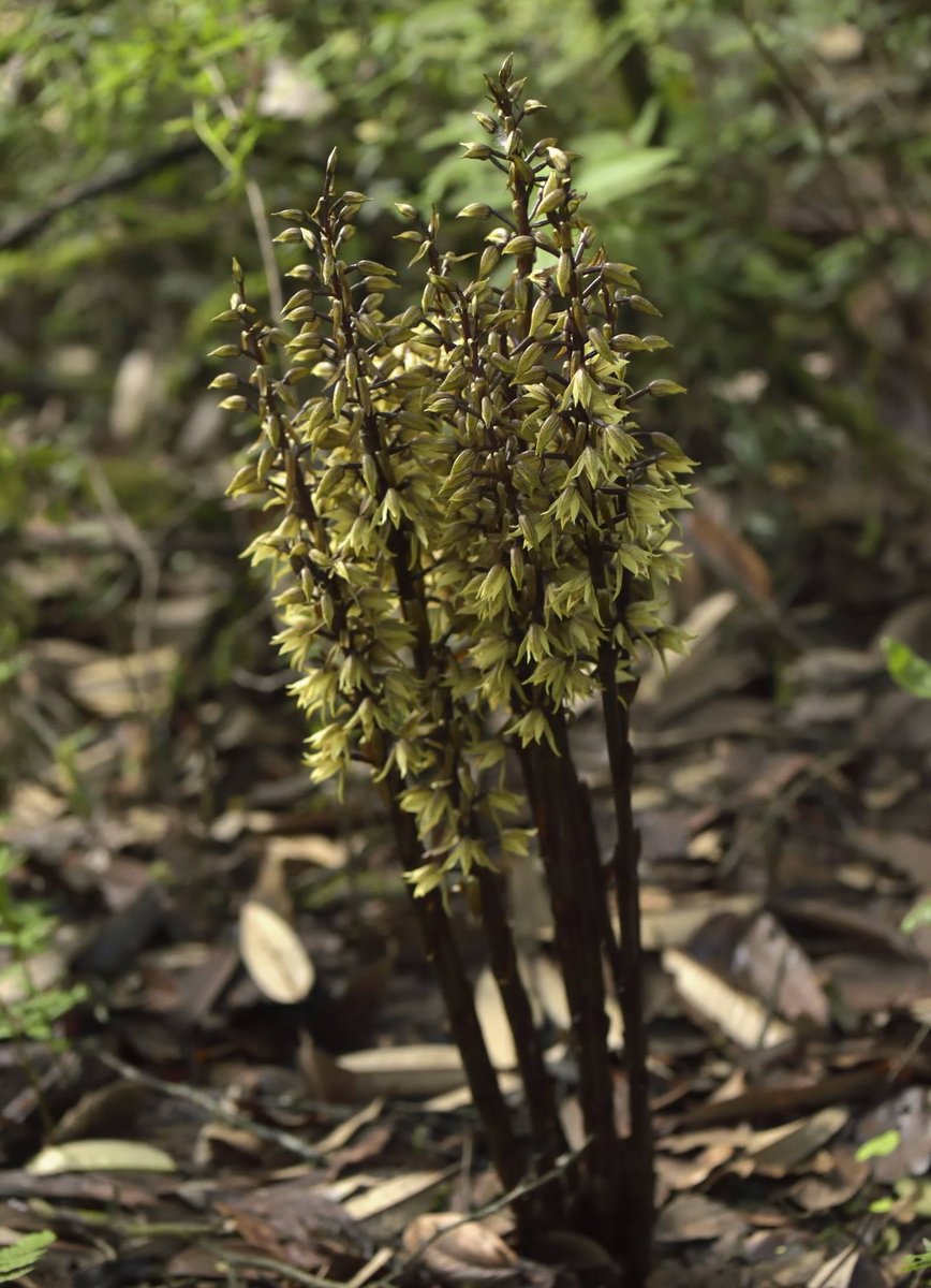 Aphyllorchis alpina King & Pantl.
@InsideNatGeo 
#PuspaMrga
#NareshSwamiInTheField
#OrchidsOfEasternHimalayaByNareshSwami
#NatGeoExplorer
For more on the Orchids of the eastern Himalaya, please download the mobile application
play.google.com/store/apps/det…