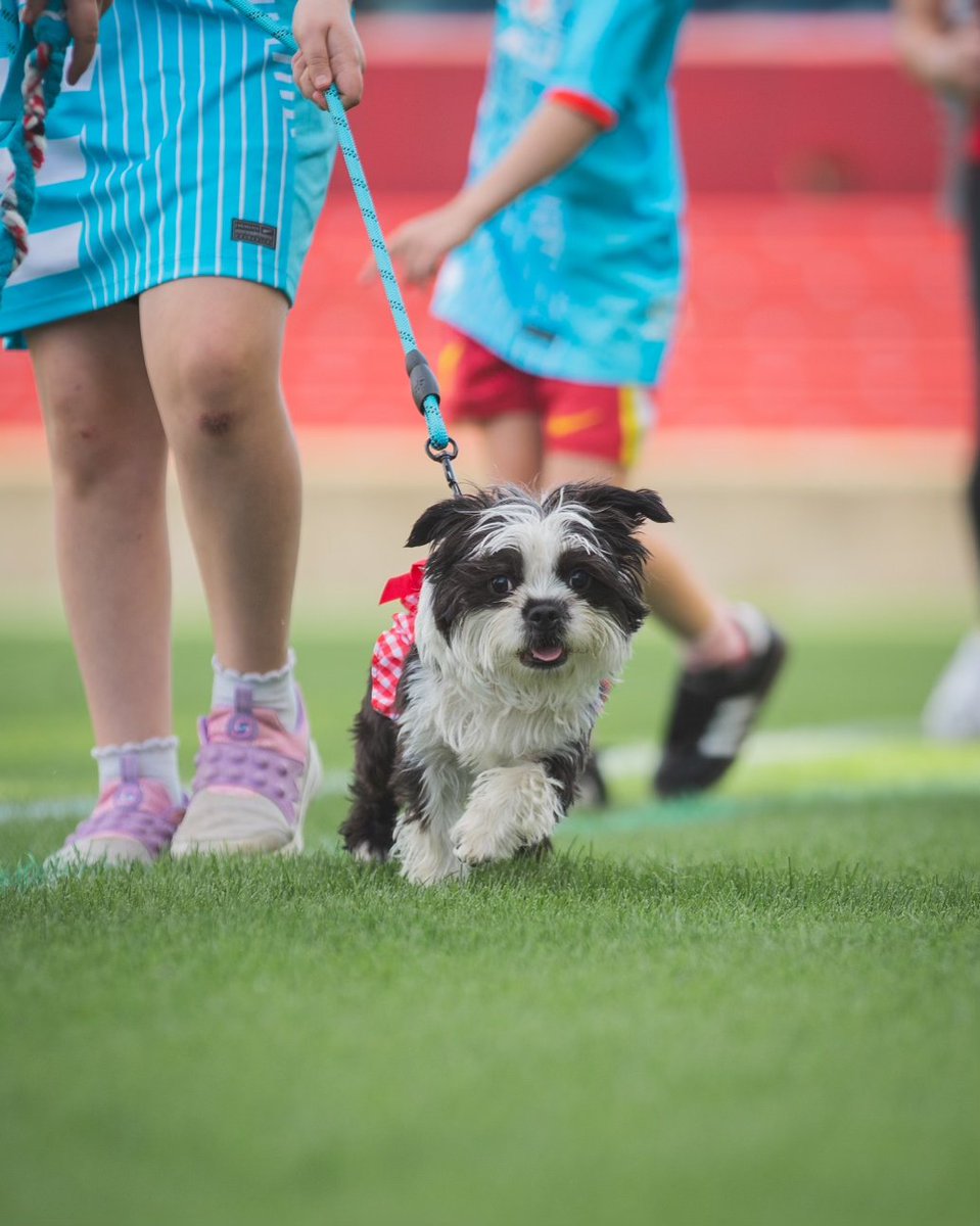 Think you can definitely say the halftime Pup Parade at Bark in the Park #WithTheStars was a success 🐶🐾