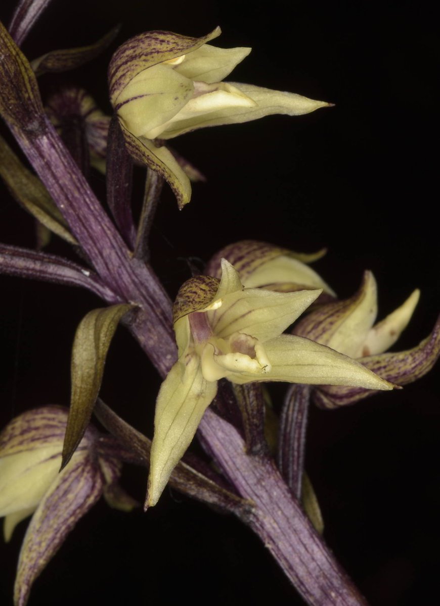 Aphyllorchis alpina King & Pantl.
@InsideNatGeo 
#PuspaMrga
#NareshSwamiInTheField
#OrchidsOfEasternHimalayaByNareshSwami
#NatGeoExplorer
For more on the Orchids of the eastern Himalaya, please download the mobile application
play.google.com/store/apps/det…