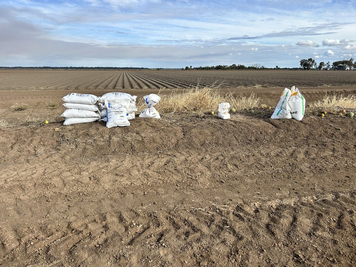 summitagconsult's tweet image. The start of the Hybrid Seed Canola production for the season is underway!!  #BASF #NuSeed #PacificSeeds