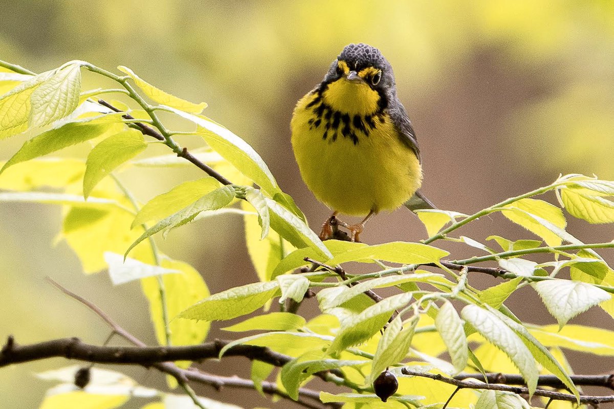 Canada Warbler in the Ramble this afternoon . #birdcpp