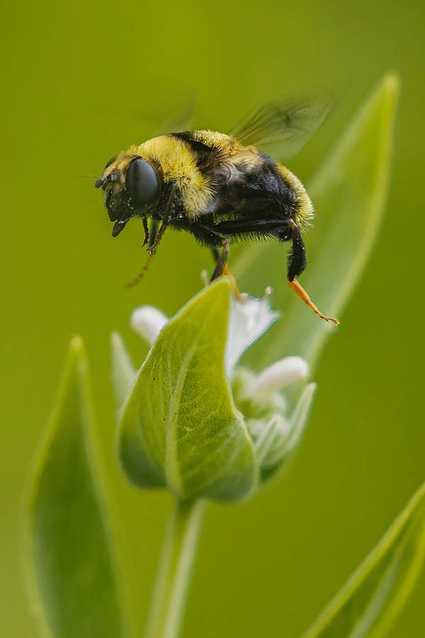 Buzz Buzz - Bumblebee in Shasta County California Prints and merch: buff.ly/44FyC01 #bumblebee #twitternaturecommunity #springtime