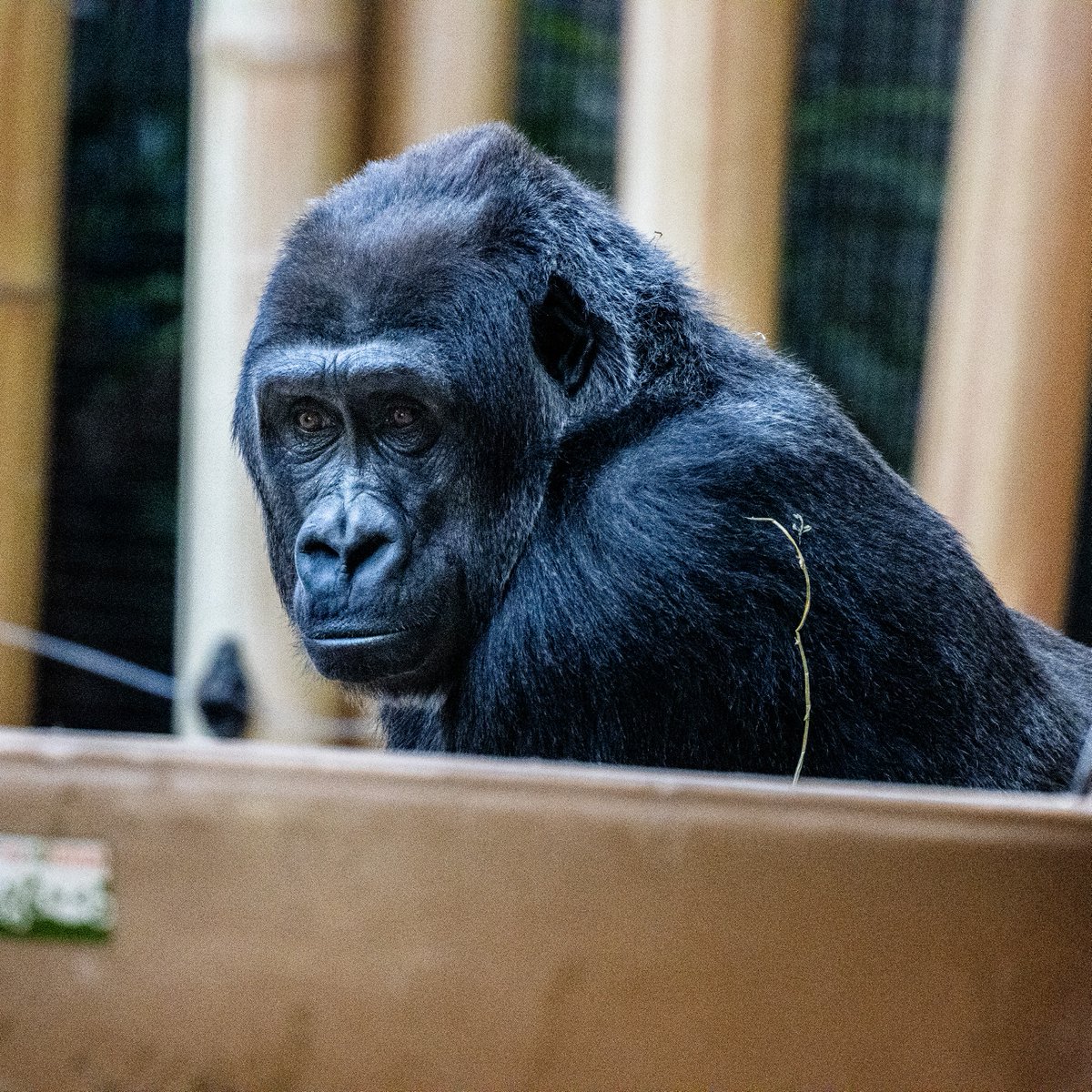 TheTorontoZoo's tweet photo. Double the birthdays, double the fun! π Join us in celebrating not just one, but two amazing Zoo residents today as they head around the sun once again!
Happy birthday Amani and Johari! π¦π¦ #LittleLongLegs #HatGoalsForLife https://t.co/zyTXUtSbUm