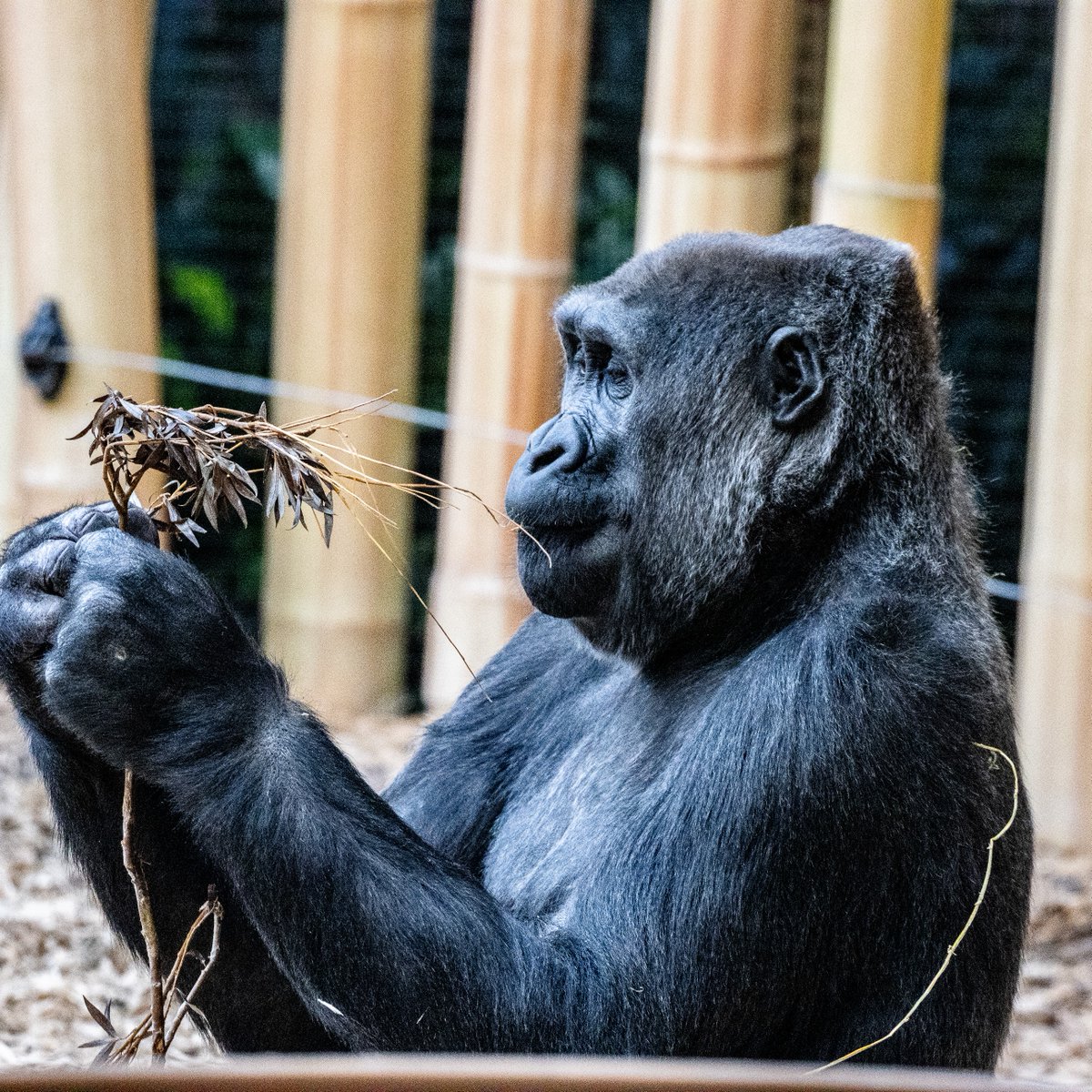 TheTorontoZoo's tweet photo. Double the birthdays, double the fun! π Join us in celebrating not just one, but two amazing Zoo residents today as they head around the sun once again!
Happy birthday Amani and Johari! π¦π¦ #LittleLongLegs #HatGoalsForLife https://t.co/zyTXUtSbUm