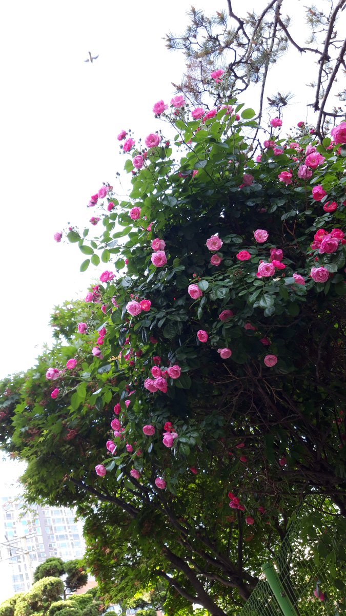 어느 집 담장...
(동네에서...)