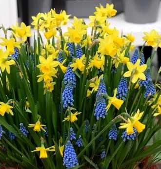 Jarní květinová směs - narcisy a hyacinty