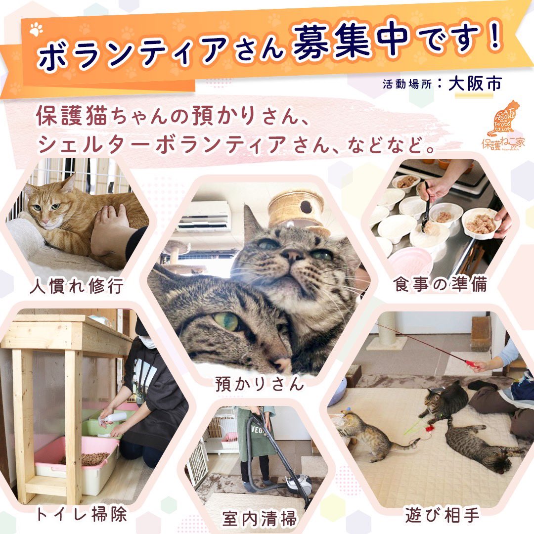 ボランティアさん募集⠀
現在35名で活動しています⠀
まだまだボランティアさんを募集中です⠀
・預かりボランティア⠀
・シェルターボランティア⠀
・送迎ボランティア⠀
などなど⠀
⠀
詳しくはこちら👇⠀
hogonekonoie.jp/volunteer/⠀
#拡散希望⠀
#保護ねこの家⠀
#ボランティア募集⠀
#猫⠀
#保護猫