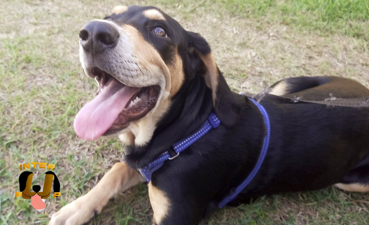 InterPup's tweet photo. Apparently, this is how James recharges his zoomies. | James Bean
#InterPup #JamesBean #Puppy #Pup #Dog #PuppyPictures #Beagle #Coonhound #BlackandTan #BlackandTanCoonhound #doggy #pet #mydog #doglover #pupper #bark #spoiled #dogstagram #dogsofinstagram #puppiesofinstagram https://t.co/C11eSyqrPS