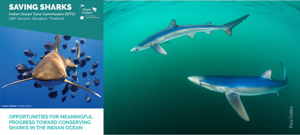 28th Session of Indian Ocean Tuna Commission #IOTC starts today, presenting critical opportunity to consolidate & strengthen safeguards for many of the region’s exceptionally vulnerable sharks. See: bit.ly/IOTCS28 #finsattached #catchlimits #BigSharkPledge #SharkLeague