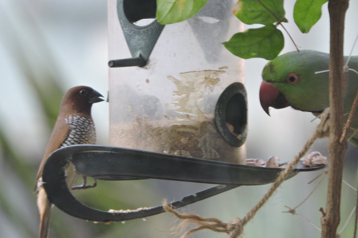 100 bucks to anyone in #Mumbai who has a pic of a parrot & a munia ...
In their balcony on #Monday 
 morning.*
@NatureForever @AndheriLOCA 

[*Terms & conditions apply. :-)]
#nature #BirdsOfTwitter #MondayMotivation #birdsofIndia #IndiAves