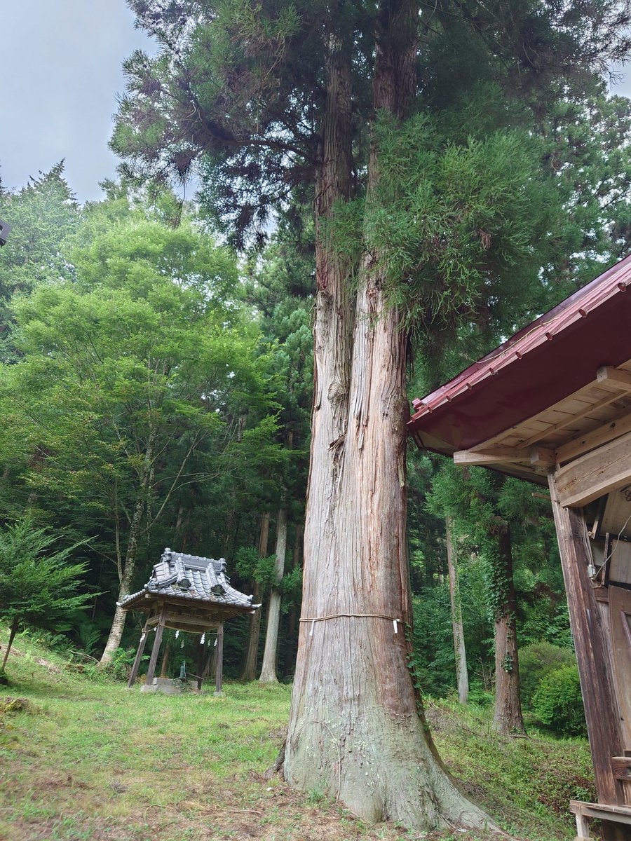 彫刻が迫力が有りとても良かったです✨御神木も迫力が有りました🌳
#御神木