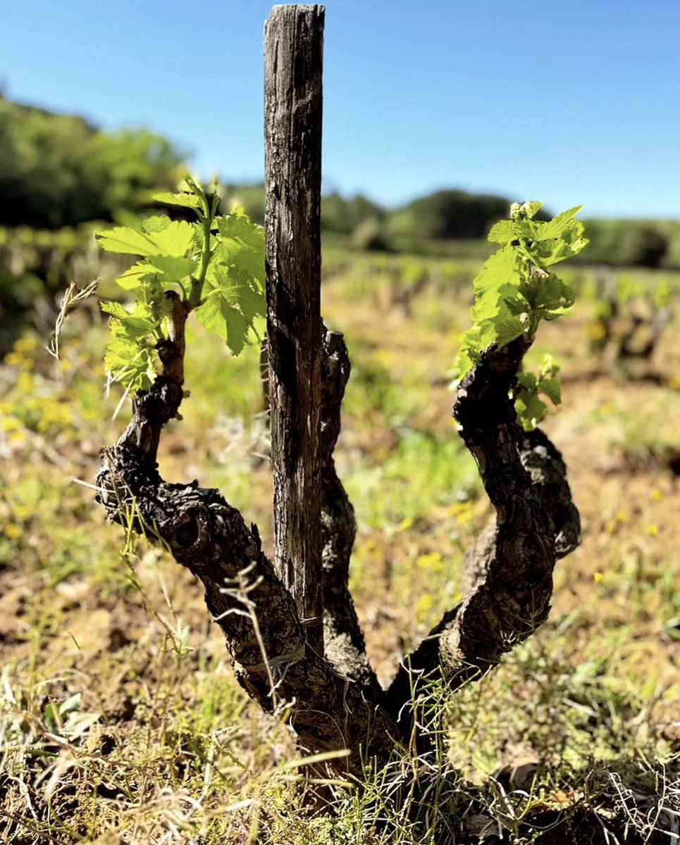 Repost: @sommelierathome - 'Old vine and sandy soils at Rayas.'🍇🍇🍇 #rayas #chateaurayas #rhone #rhonevalley #syrah #grenache #vin #vino #wein #instawine #sommelier #winetasting #winelover #winelovers #chateauneufdupape #winestagram #winelife #와인 #vinho #ワイン #ไวน์ #葡萄酒