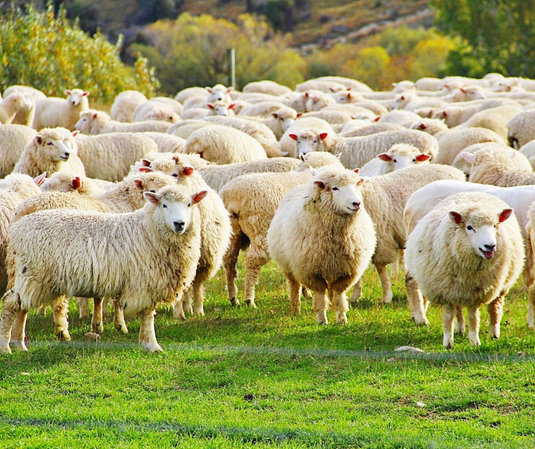 Cruising through endless fields of fluffy friends. Can't beat our motorcycle tour in the New Zealand countryside! 🐑

paradisemotorcycletours.co.nz

#ParadiseMotorcycleTours #BucketList #BMW #MakeLifeARide #NZAdventures