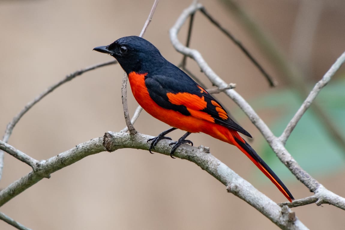 Good morning Scarlet Minivet, @IndiAves #IndiAves #birdphotography #birdwatching