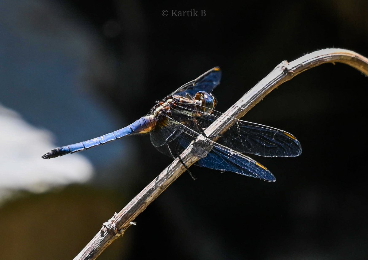 Blue Marsh Hawk (Orthetrum glaucum) for #Mondayblues.
Bhuira farms, HP - April 2024.

#dragonflies #ThePhotoHour #natgeoyourshot #channel169  #NikonCreators #biodiversity #discoverearth #niffeature #odonates #nature #macrophotography #discoverhimalaya #insectsofindia #macrohour