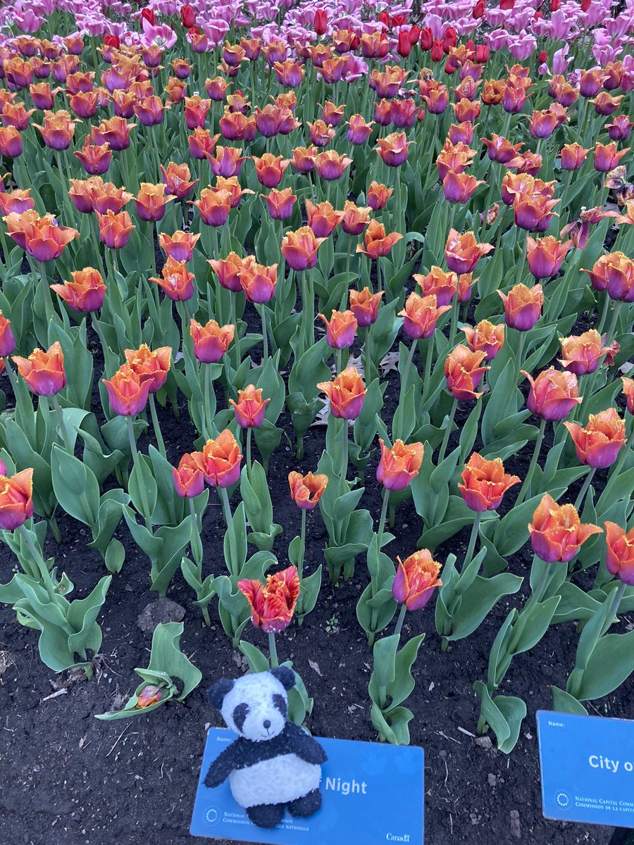 Some pictures from the tulip festival! I love seeing the tulips this time of year. I am amazed at all of the different colours of tulips! #summertodolist #tulips #tulip #tulipfestival