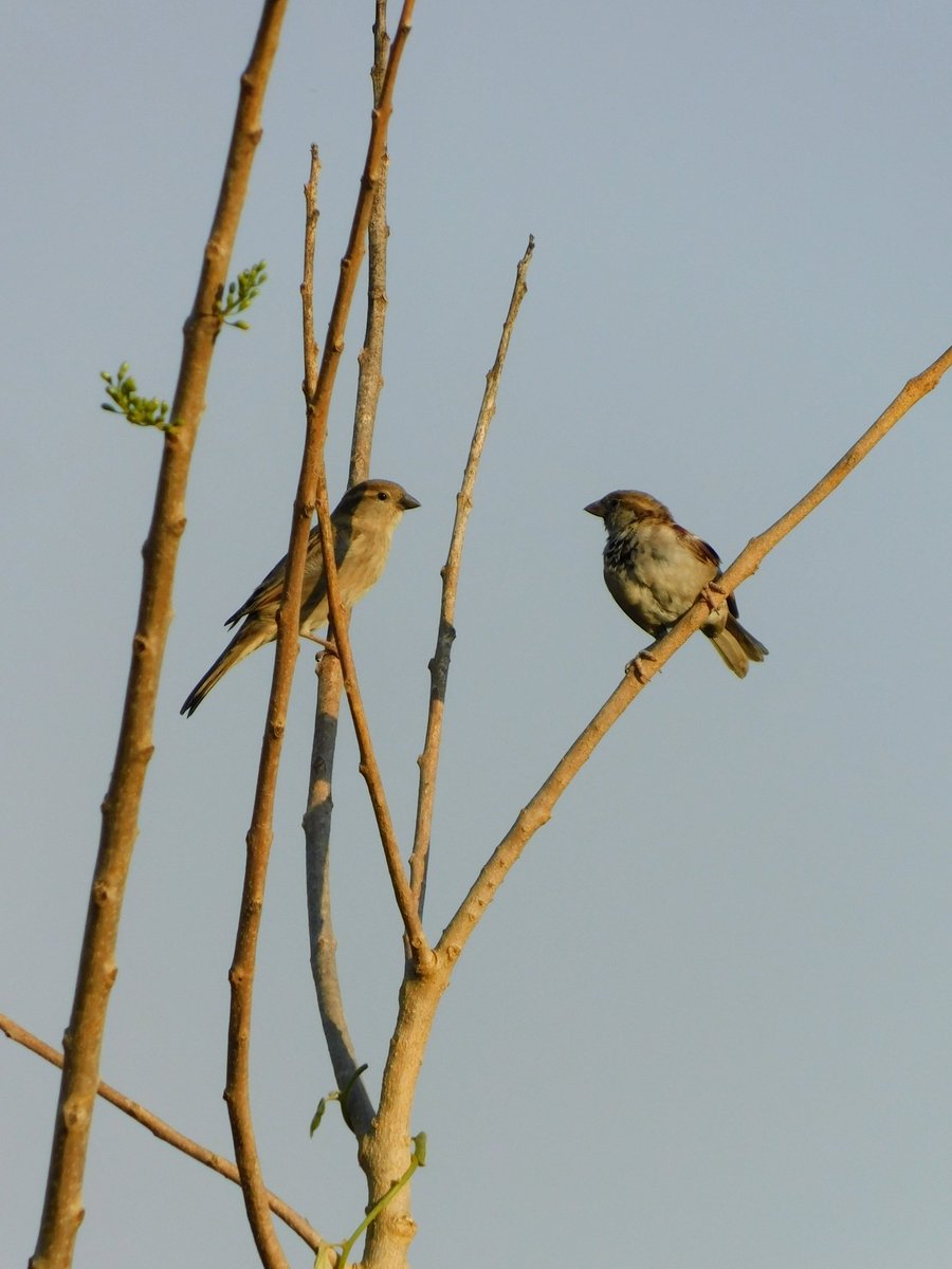 Sparrow #TwitterNatureCommunity #IndiAves #NaturePhotography #BBCWildlifePOTD #NatureBeauty #BirdsOfTwitter #Birds2024