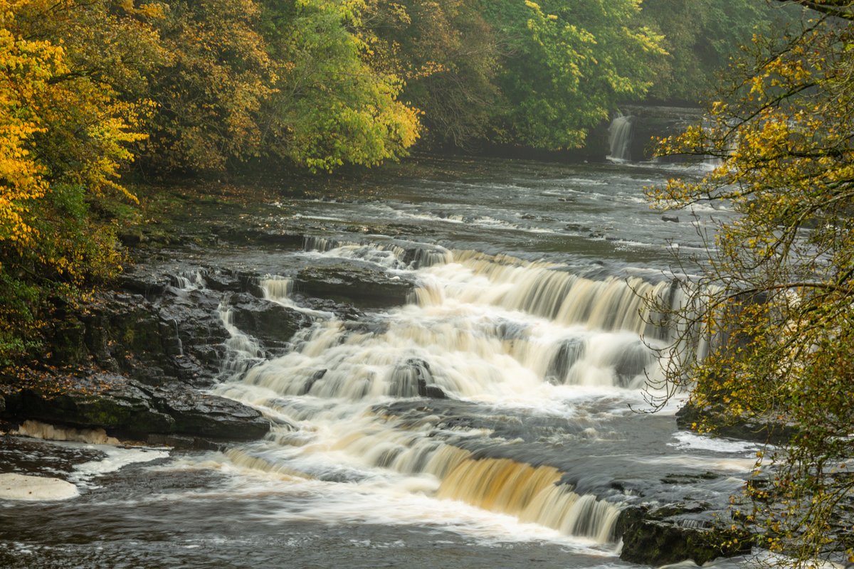 Today's walk for #NationalWalkingMonth is an easy walk through Freeholders Wood with spectacular views of iconic #Aysgarth Falls along the way. We now have a tramper (all-terrain wheelchair) which you can book from our National Park Visitor Centre too! 👇 yorkshiredales.org.uk/places/aysgart…